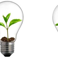 Sprout lightbulb